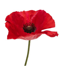 Mak - letničky