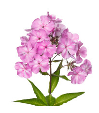 Plamienka