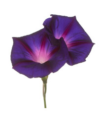 Povojník