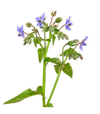 Borák