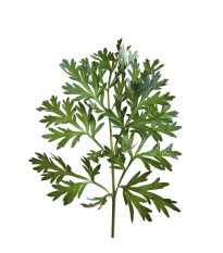 Palina