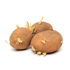 Sadbová zelenina