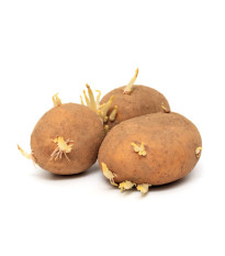 Sadbová zelenina