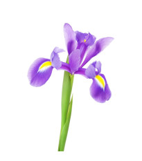 Kosatce