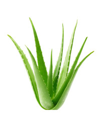 Aloe