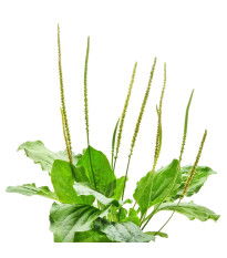 Skorocel