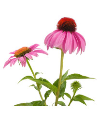 Echinacea - trvalky