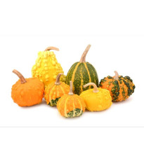 Tekvice - okrasná