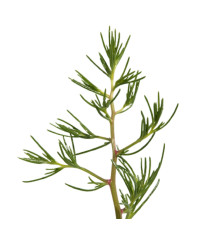 Slanobyľ