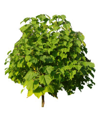 Paulovnia
