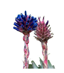 Puya