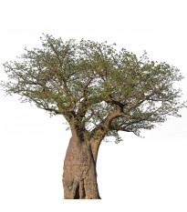 Baobab