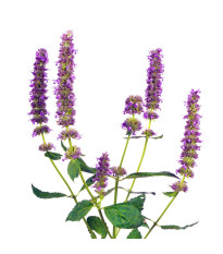 Agastache - trvalky