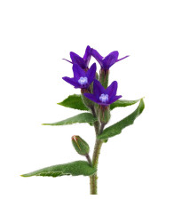 Smohla