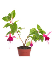 Fuchsia