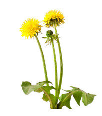 Púpava