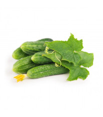 BIO Uhorka