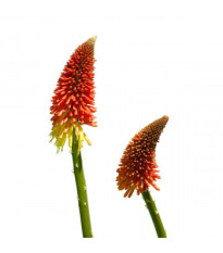 Kniphofia