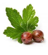 Egreš