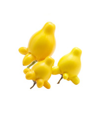 Solanum