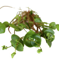 Portulaka