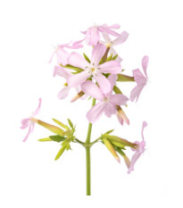 Mydlica