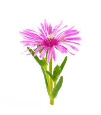 Lampranthus