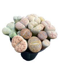 Lithops