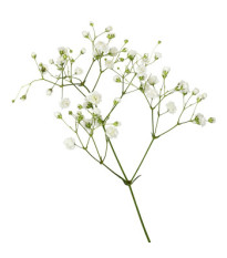 Gypsomilka