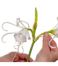 Peruánsky narcis