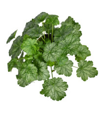 Heuchera