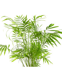 Chamaedorea