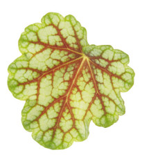 Heuchera