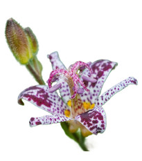Ľaliovka Tricyrtis