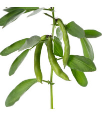 BIO Bôb