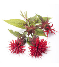 Monarda