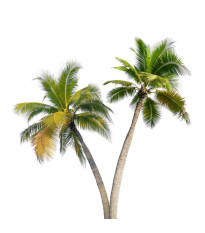 Palmy