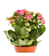 Kalanchoe - trvalky