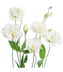 Eustoma