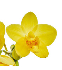 Orchidea