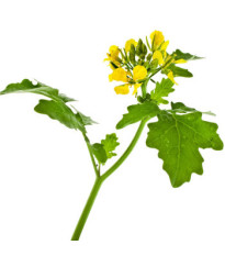 BIO Horčica