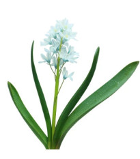 Puškínia