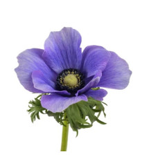 Veternica