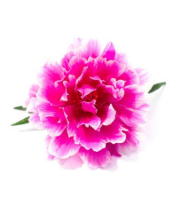 Portulaka